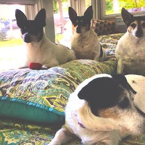 Posh pack-the Adorables